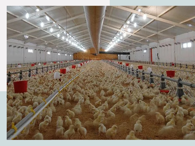 Проектирование птичников в Красноярске от 50800 р. | СтальСтрой